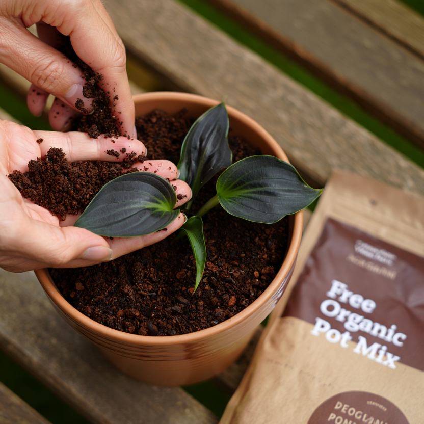 Imported Multicolor Hosta Flowers