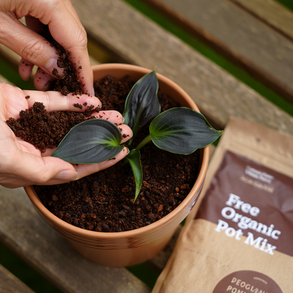 Imported Multicolor Hosta Flowers