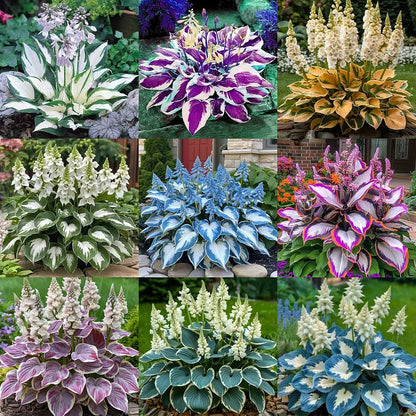 Imported Multicolor Hosta Flowers